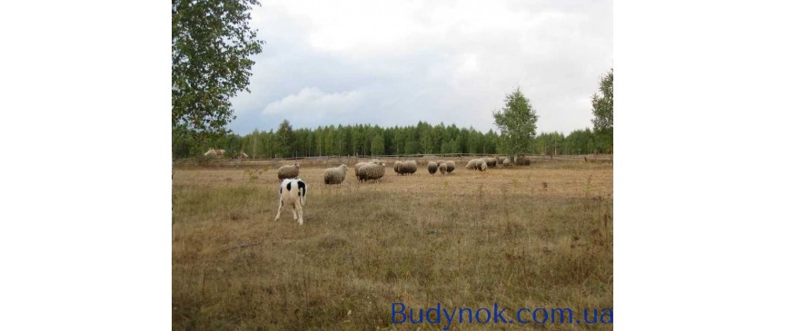 довгострокова оренда ділянка сільськогосподарського призначення Радомишльський, Кочерів, 25000 $/міс.