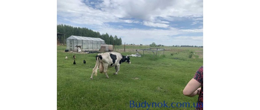 довгострокова оренда ділянка сільськогосподарського призначення Радомишльський, Кочерів, 25000 $/міс.