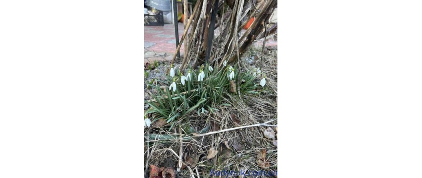 продаж 1-к дача Броварський, Богданівка, 17000 $