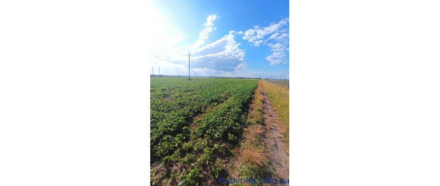 продаж ділянка сільськогосподарського призначення Рівне, Бармаки, 75000 $