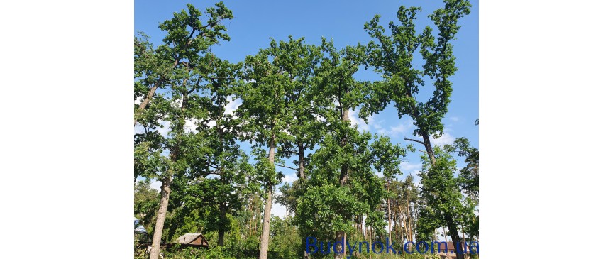 Буча Лесная в окружении дубов и сосен продается 17 соток под строительство дома
