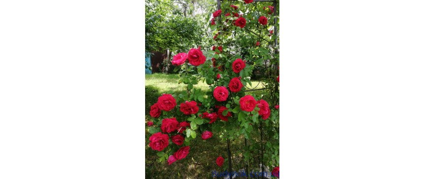 Продам дачу 110м2  Миколаївка (Макаровський) 8 сотокз зручностями