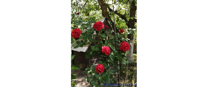 Продам дачу 110м2  Миколаївка (Макаровський) 8 сотокз зручностями