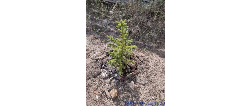 продаж 4-к будинок Києво-Святошинський, Буча, 180000 $