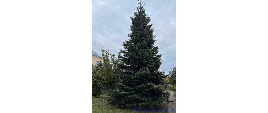 продаж 4-к будинок Києво-Святошинський, Чабани, 179000 $