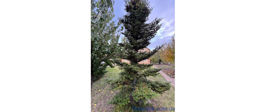 продаж 4-к будинок Києво-Святошинський, Чабани, 179000 $