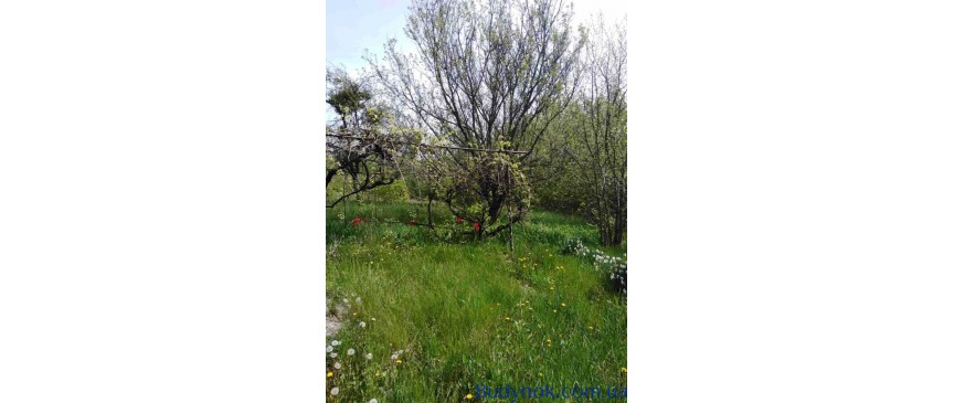 продаж 3-к будинок Таращанський, Северинівка, 12000 $